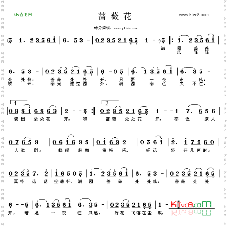 蔷薇花