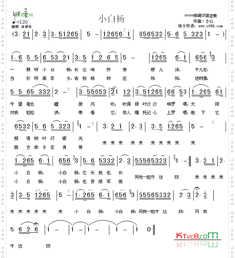 小白杨