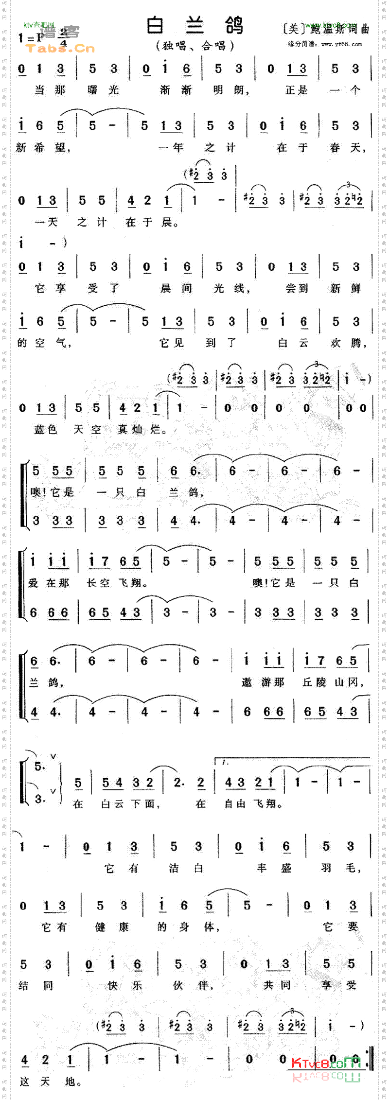 白兰鸽
