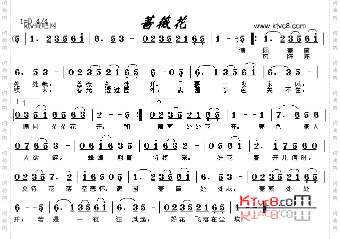 蔷薇花