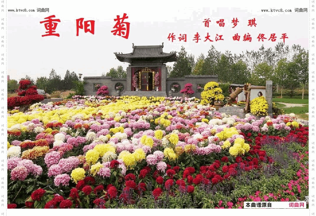 重阳菊