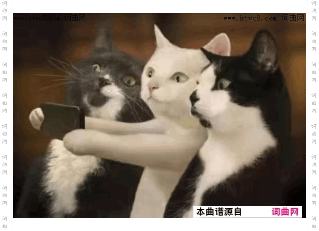 三只猫咪把相照