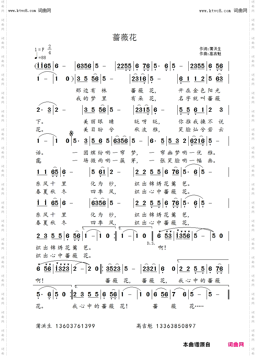 蔷薇花