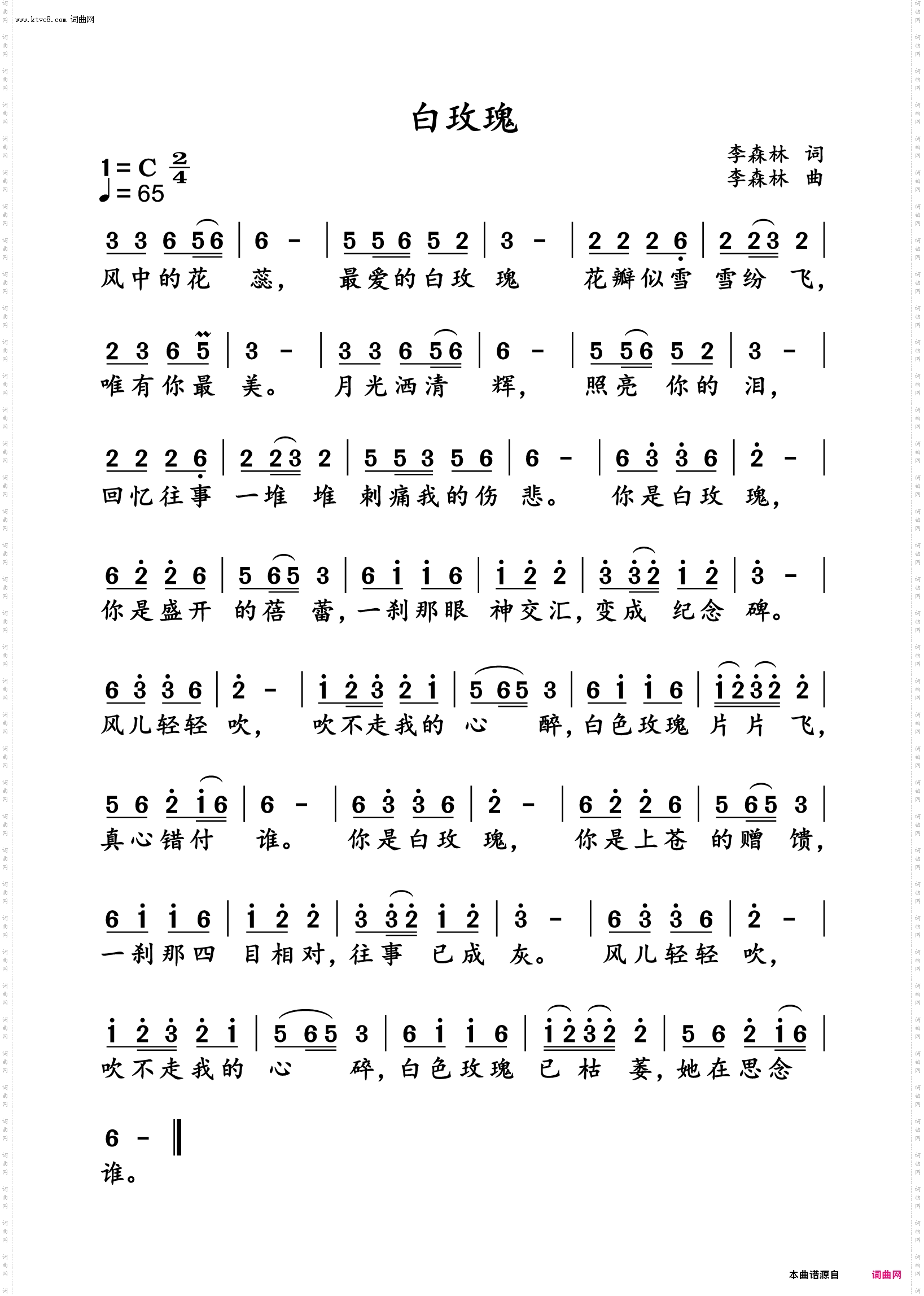 白玫瑰
