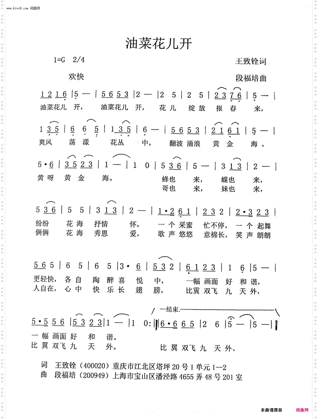 油菜花儿开