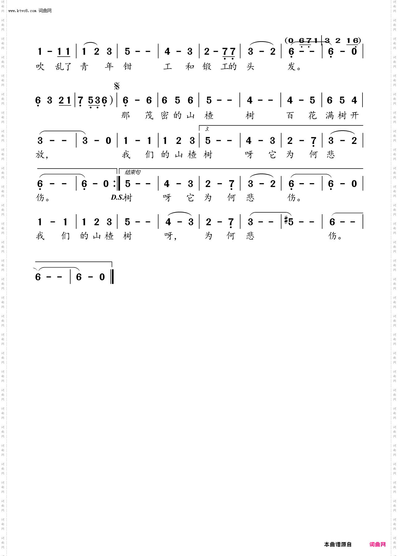 山楂树