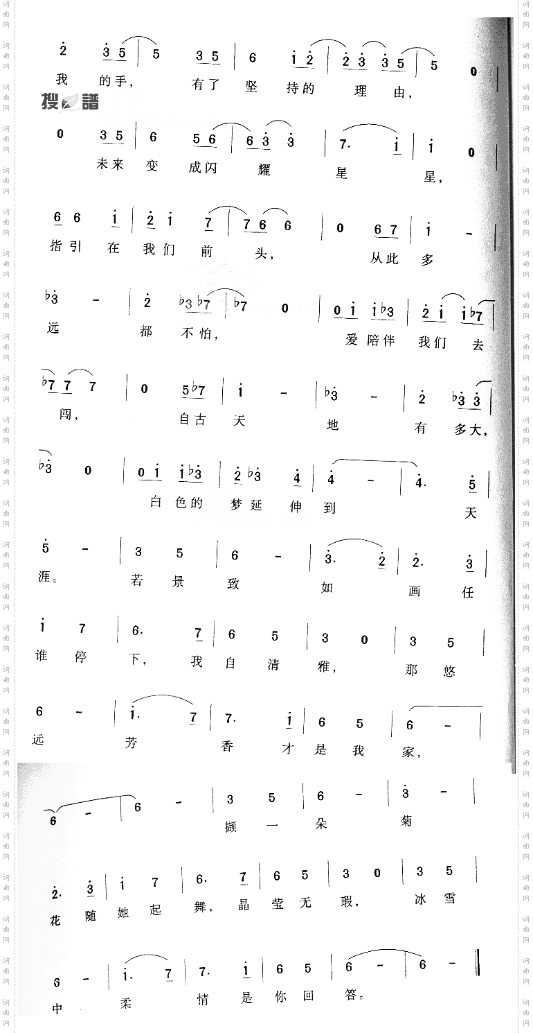 冰菊舞