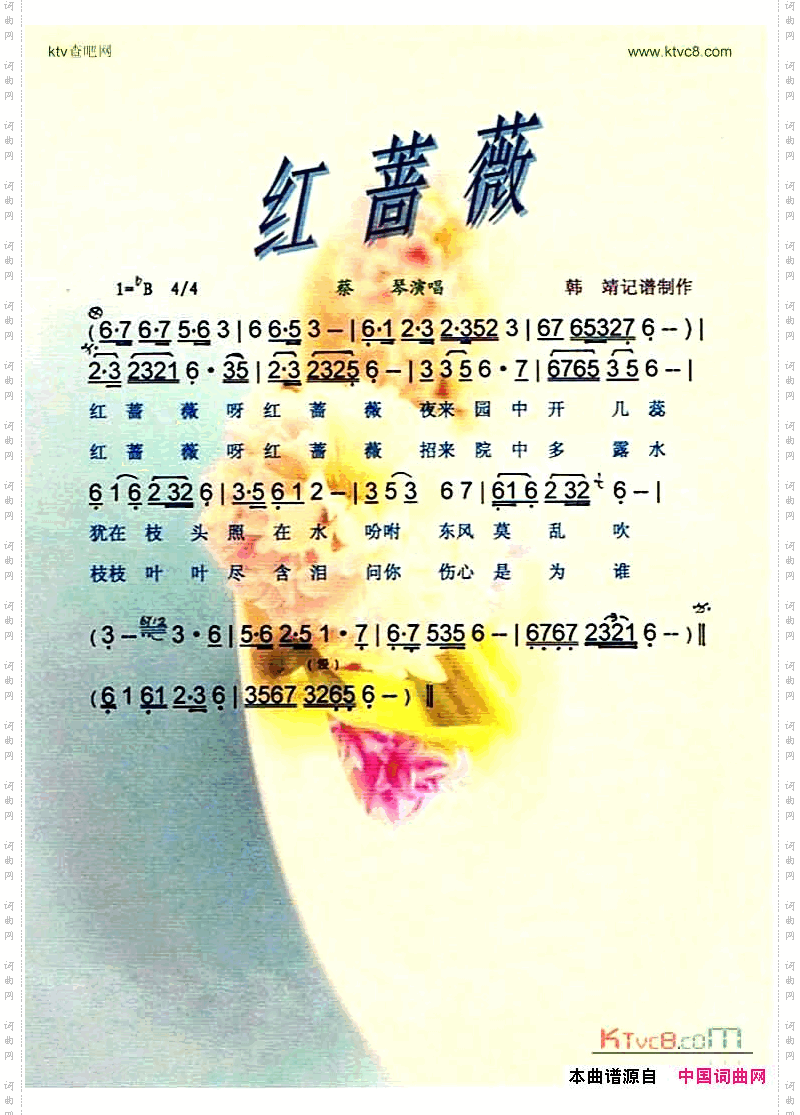 红蔷薇