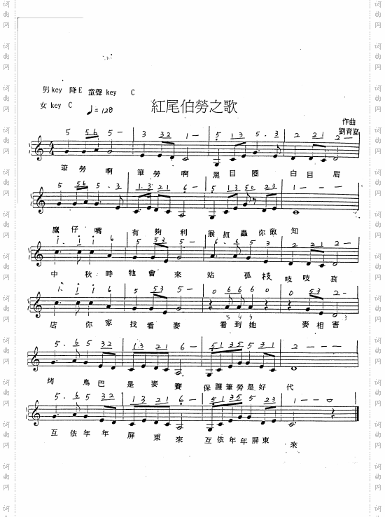 红尾伯劳之歌