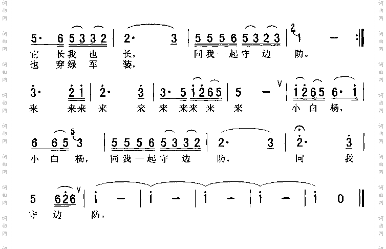 小白杨
