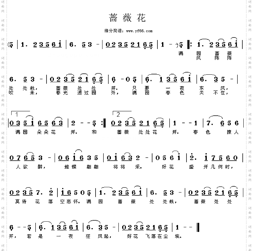蔷薇花