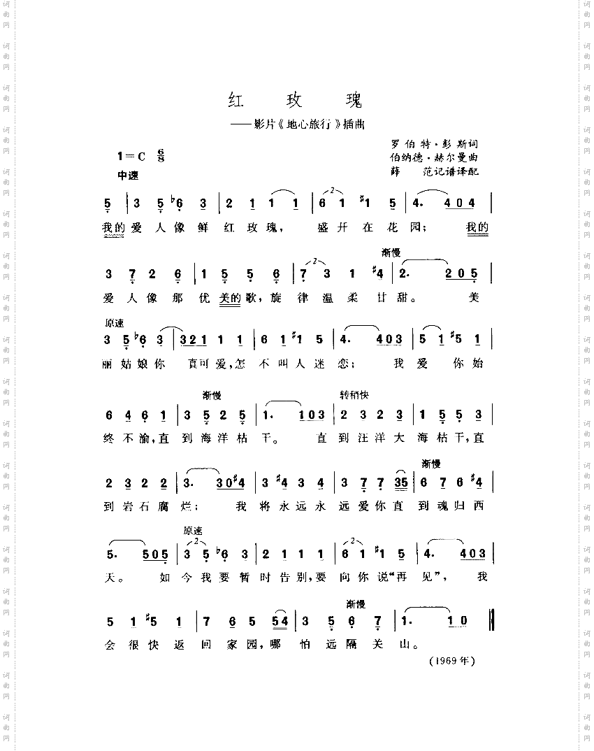 红玫瑰