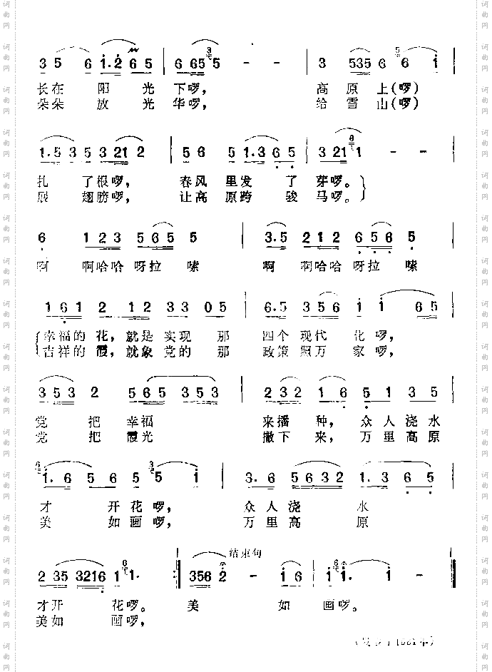 格桑花，五彩霞