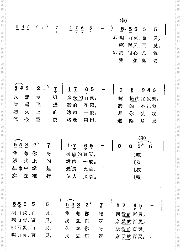 红玫瑰