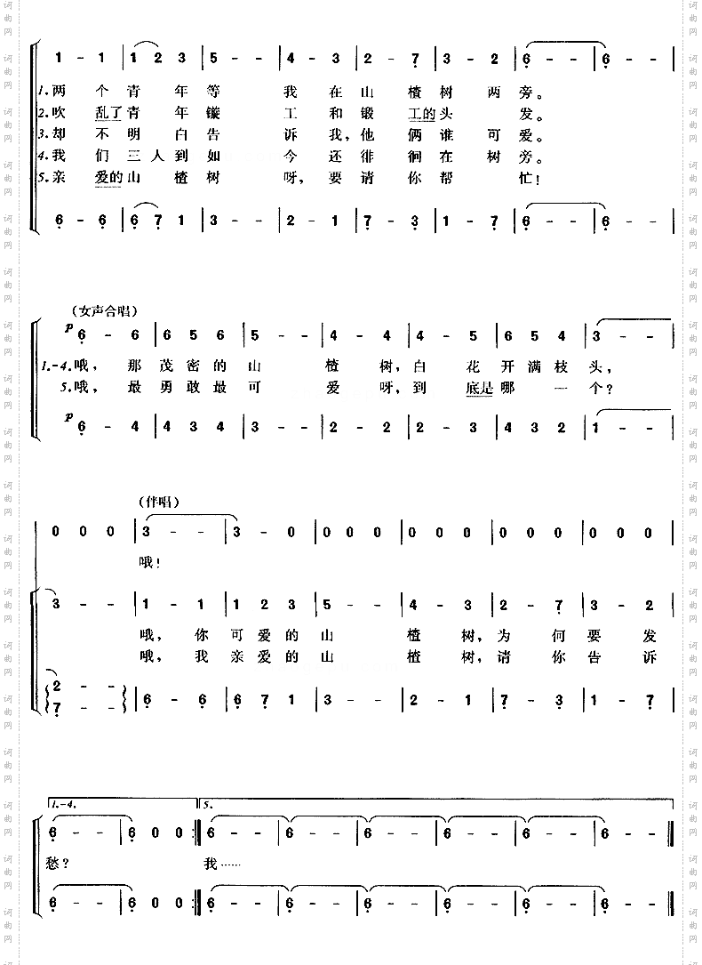 山楂树