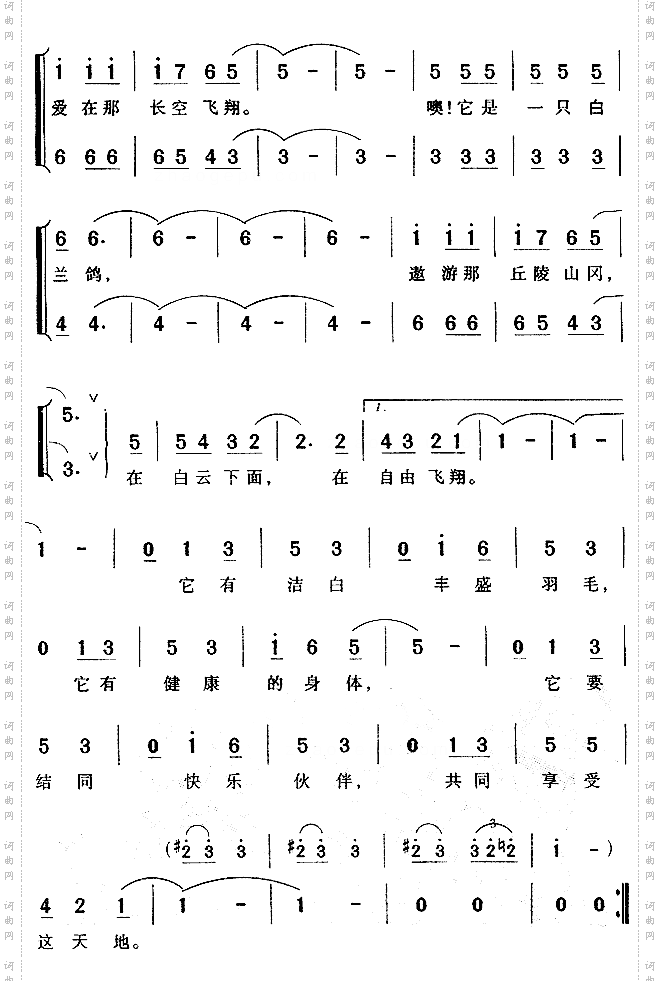 白兰鸽