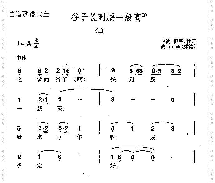 谷子长到腰一般高