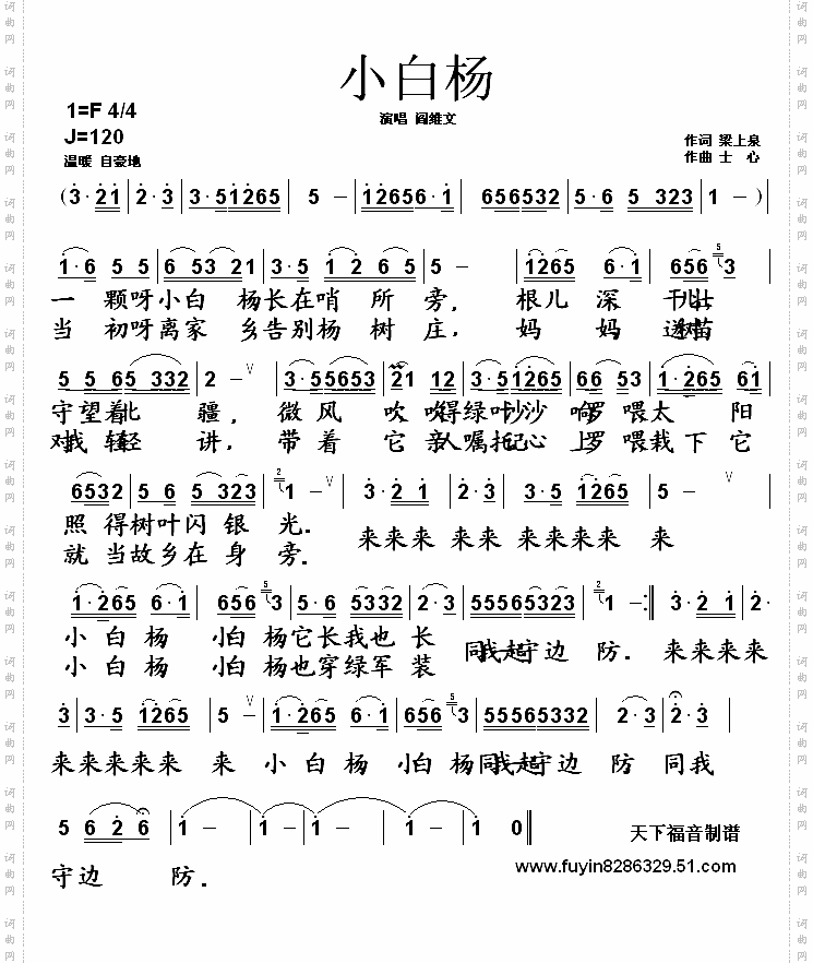 小白杨