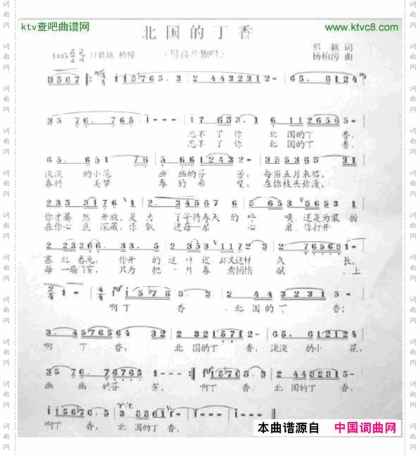 北国的丁香