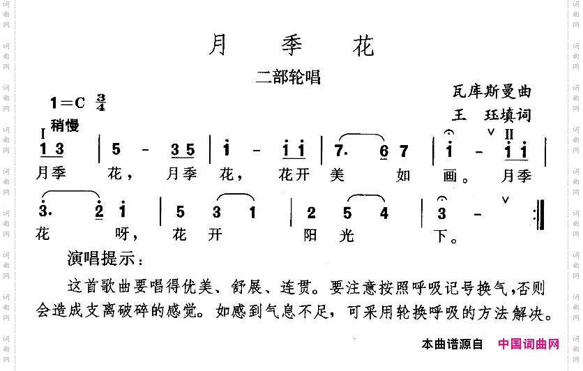 月季花