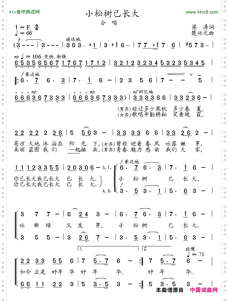 小松树已长大