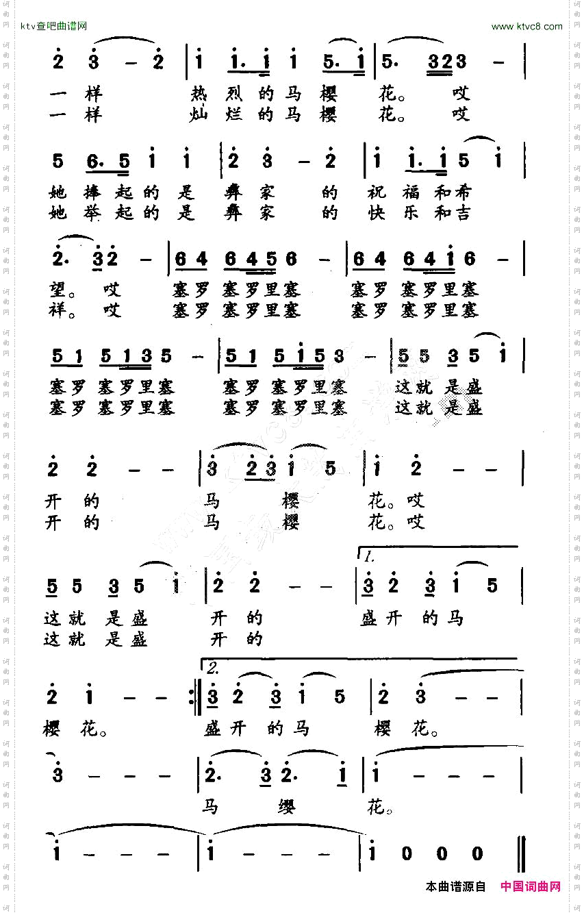 盛开的马樱花