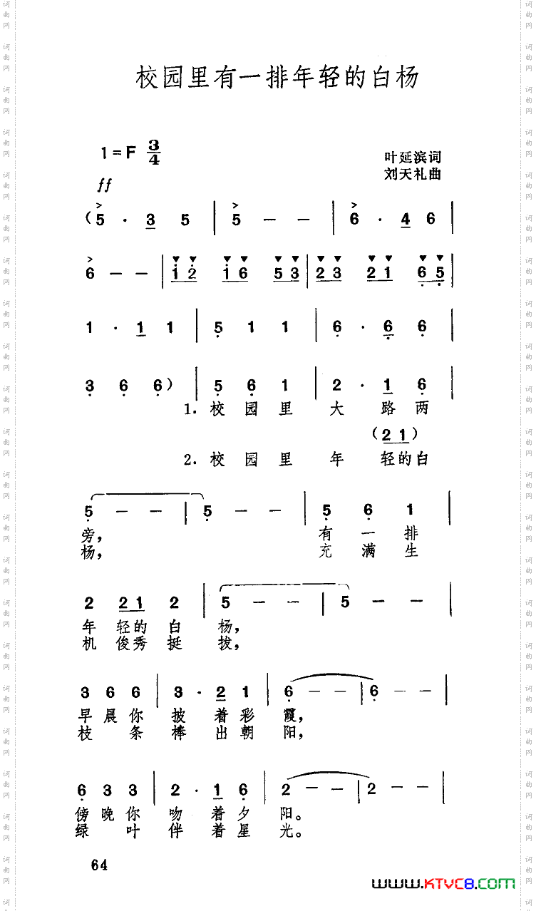校园里有一排年轻的白杨