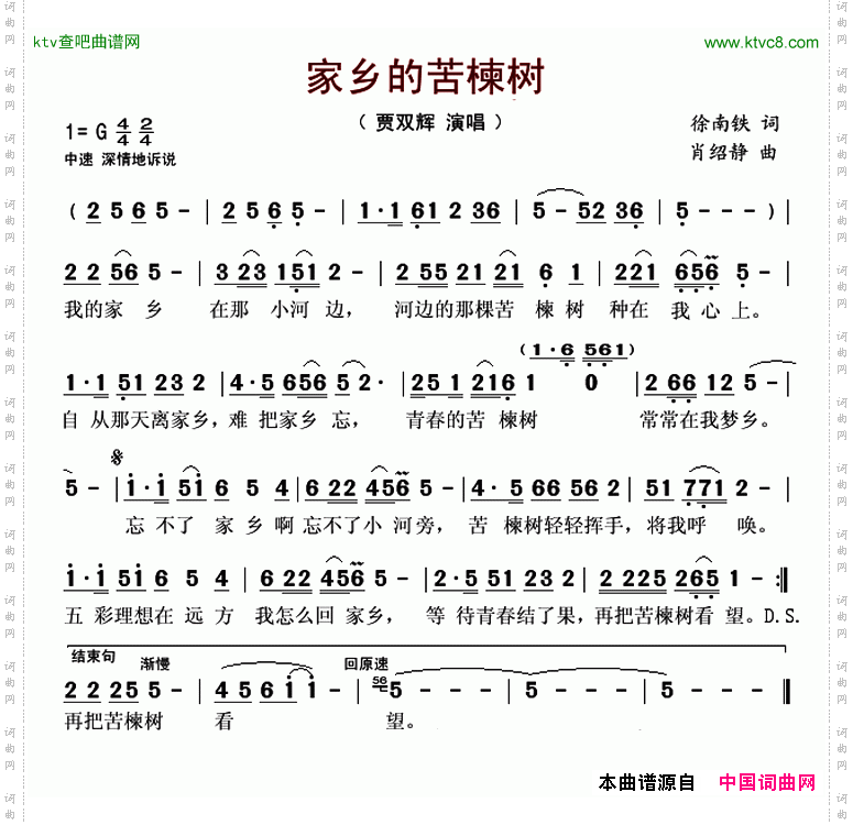 家乡的苦楝树