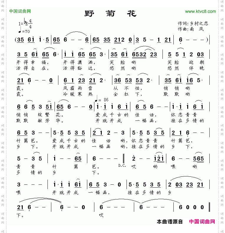 野菊花