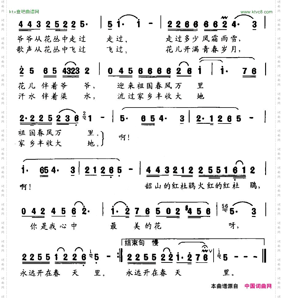 韶山的杜鹃花