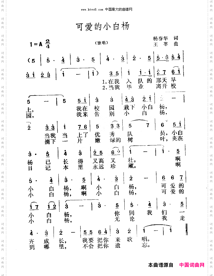 可爱的小白杨