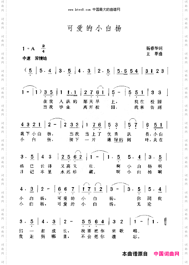 可爱的小白杨