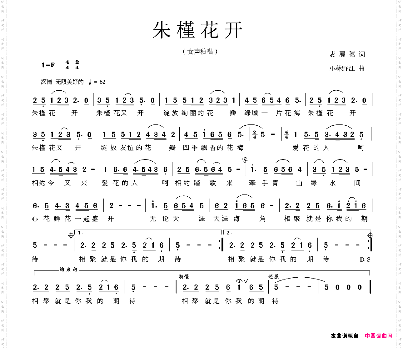 朱槿花开