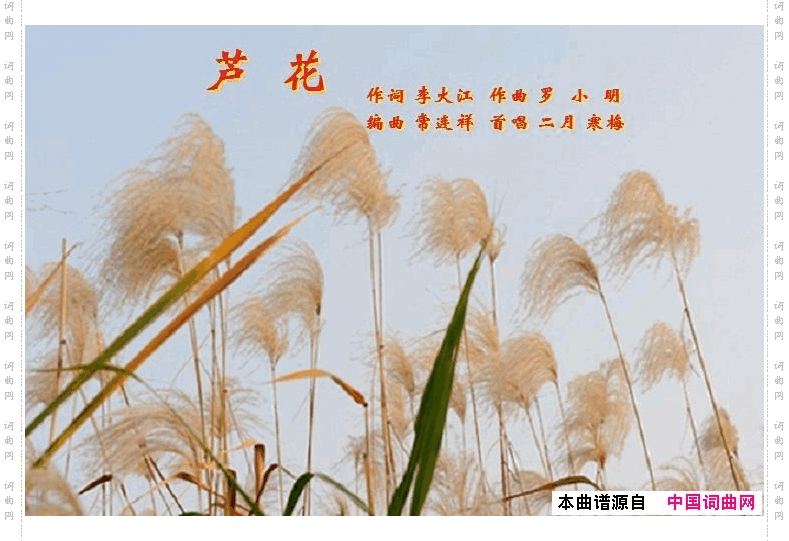 芦花