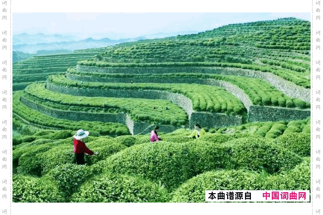 远方的茶园古镇广场舞