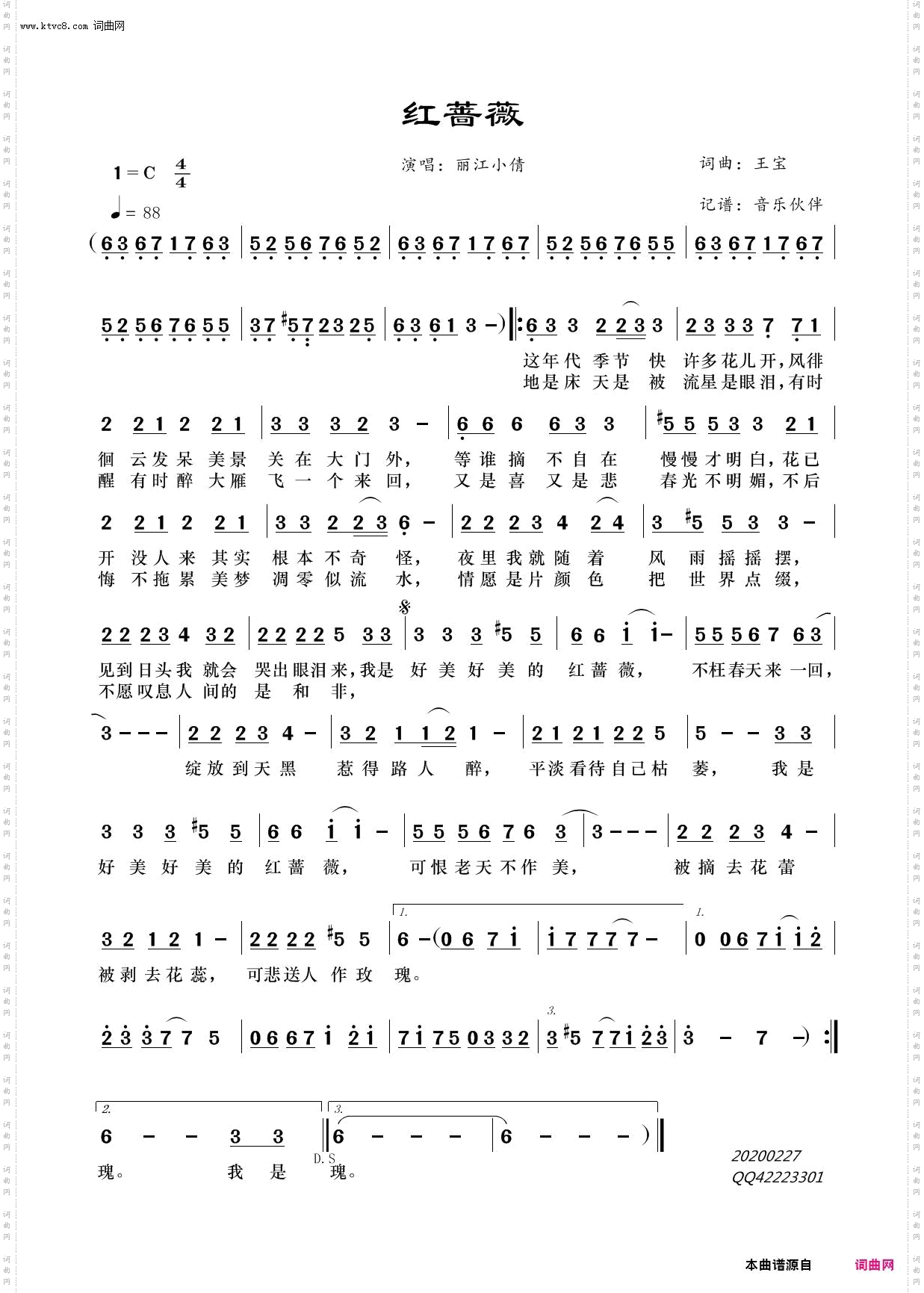 红蔷薇