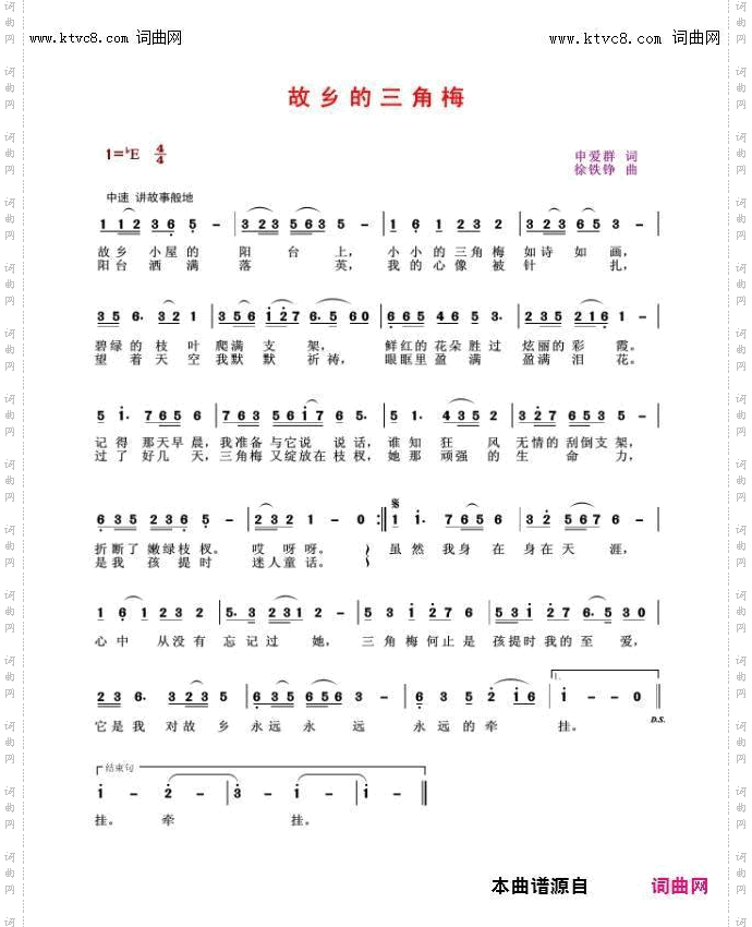 故乡的三角梅