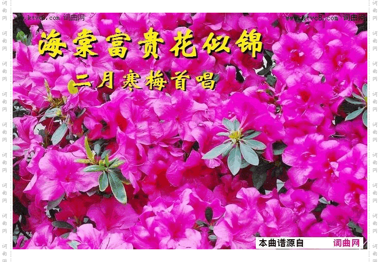 海棠富贵花似锦_二月寒梅唱 马啸曲编